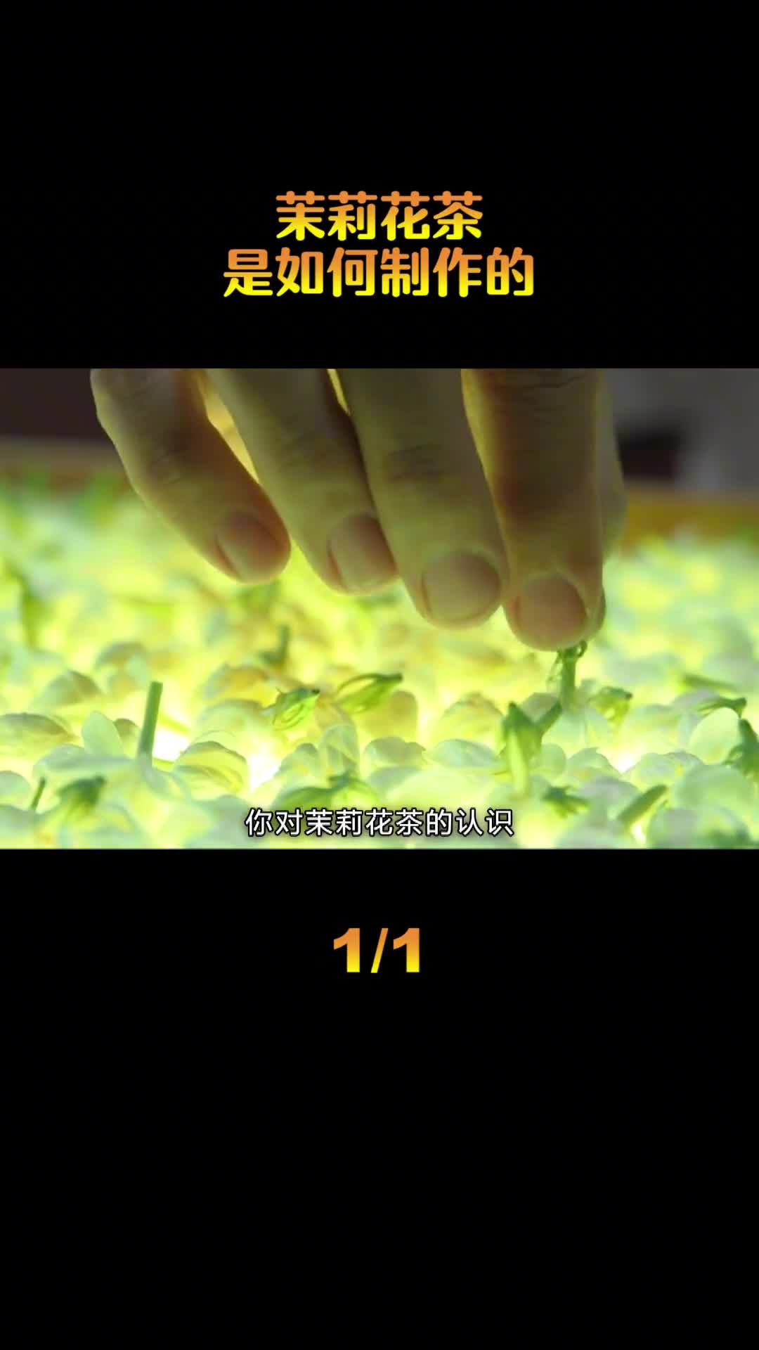 茉莉花茶是如何制作的