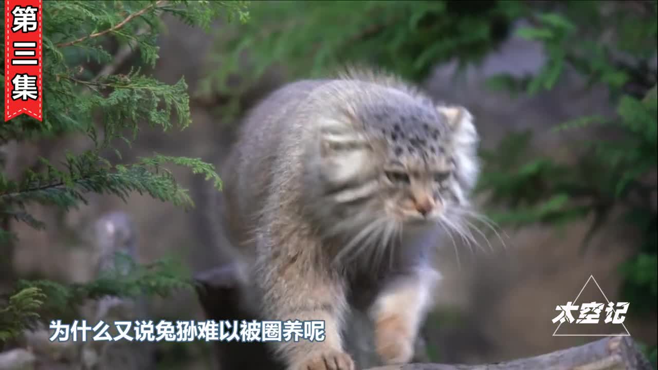 长相萌凶却是最难圈养的猫科动物天生的捕猎高手