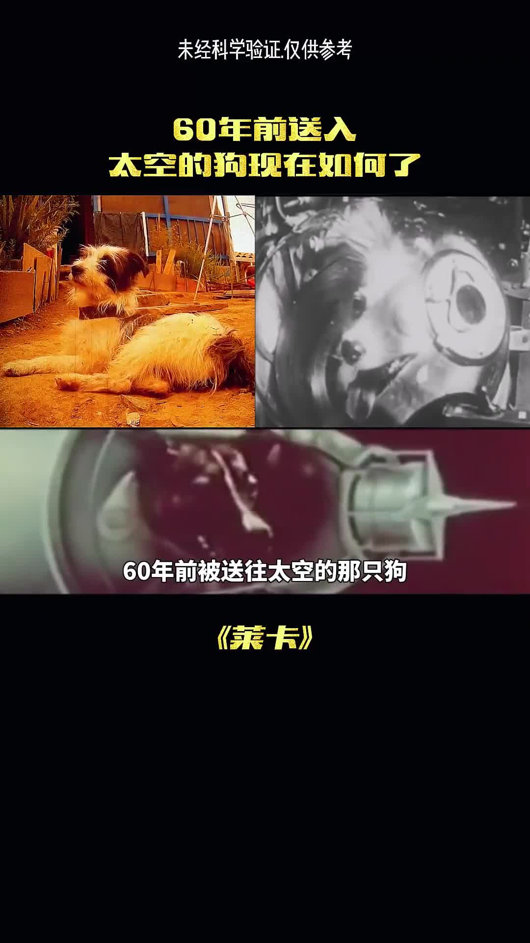 送往太空的狗狗现在怎么样了