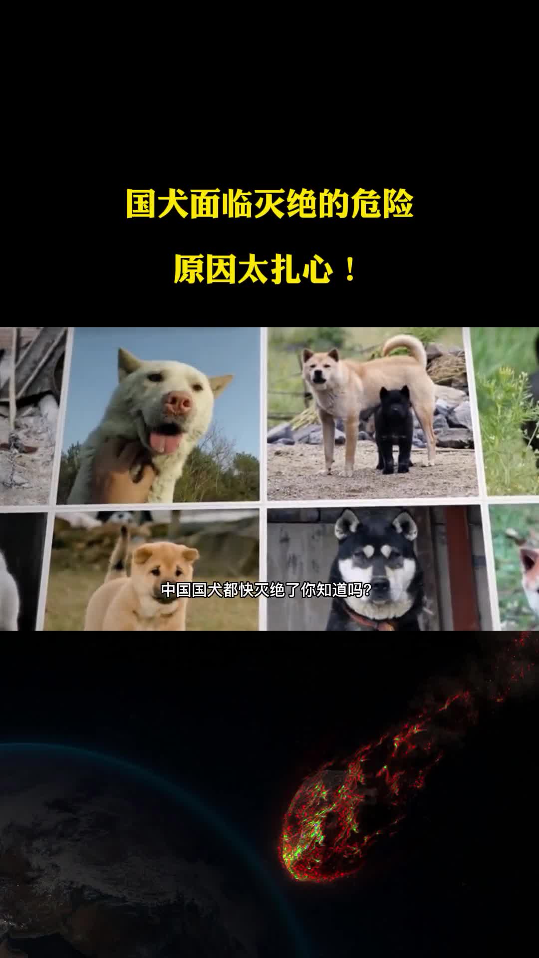 忠诚护主的国犬为何濒临灭绝中华田园犬的血统比你想象得更高贵