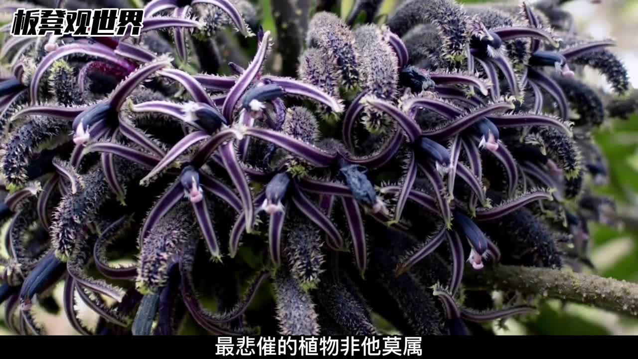 需要动用直升机消灭的植物厉害了我的哥