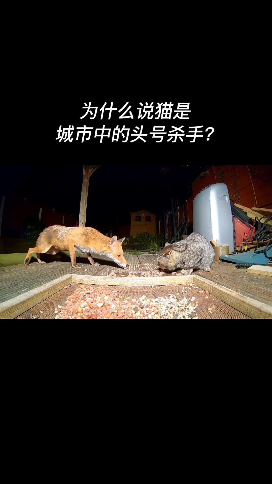 地球上所有猫一年大约会吃掉200亿只小鸟