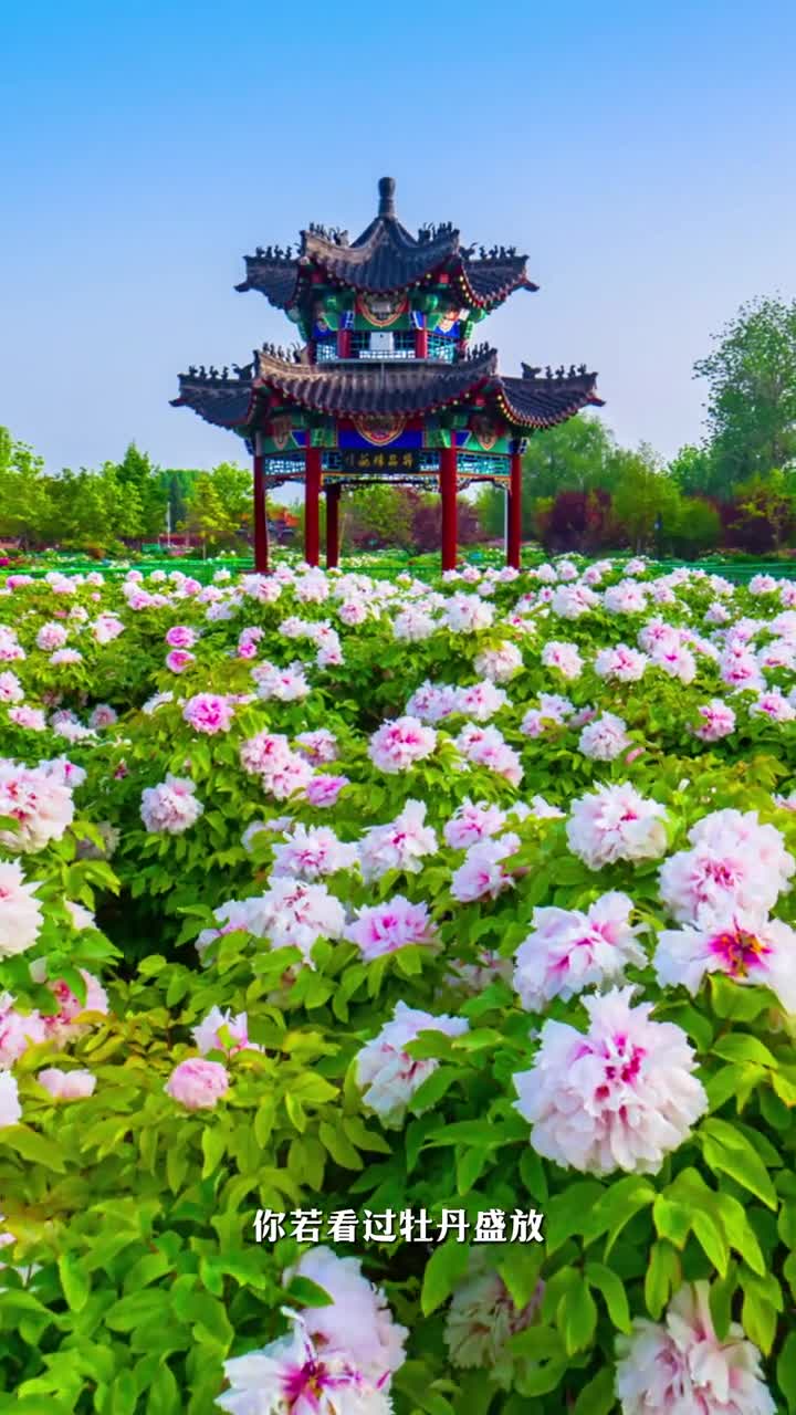 你若看过牡丹盛放才知道什么叫国色天香已暮春四月下次再见牡丹满园又是一年快来一品牡丹真国色吧