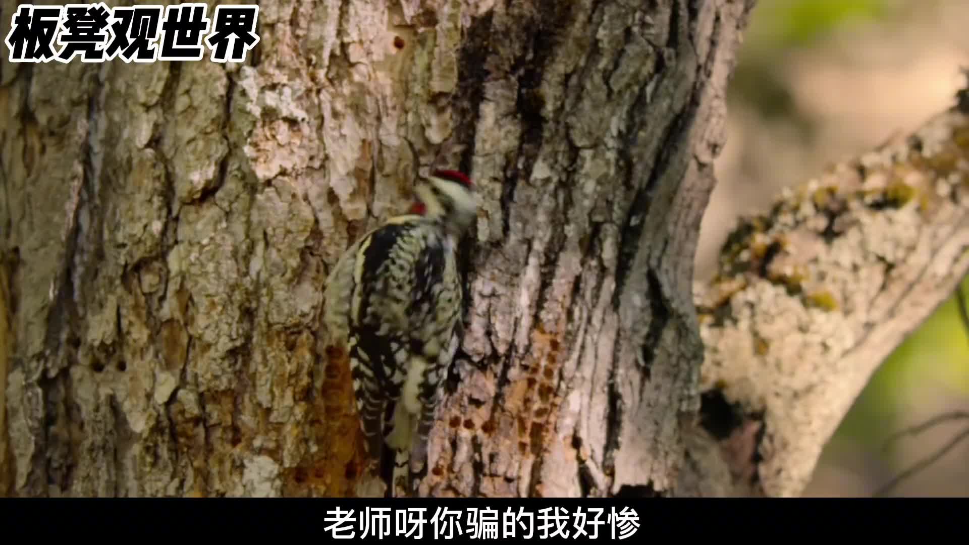 啄木鸟可真不是一只好鸟