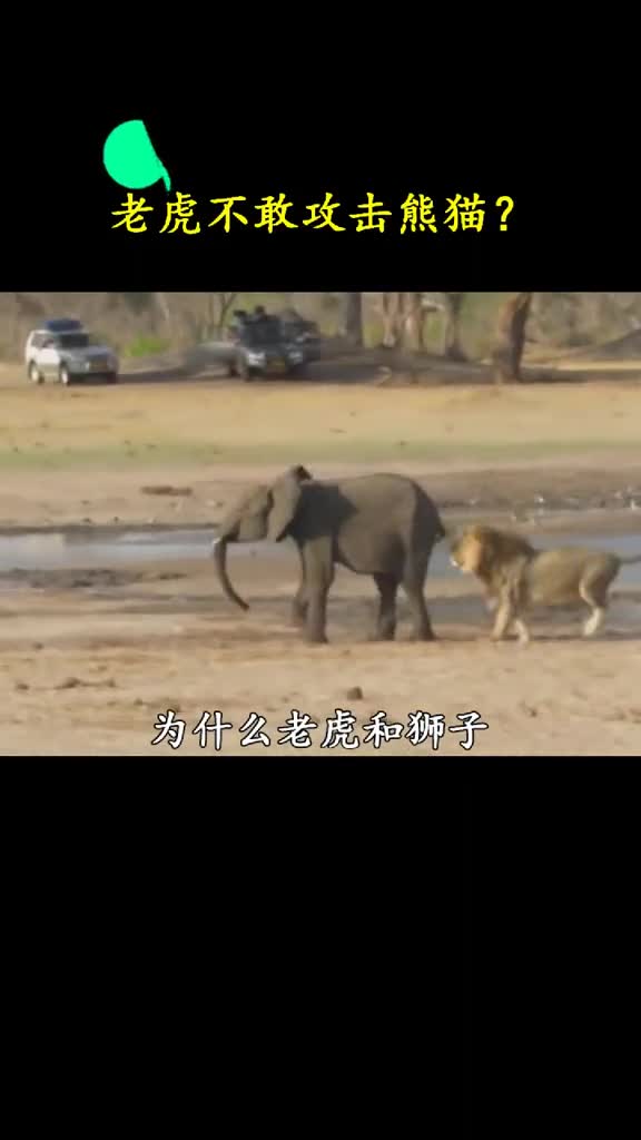 功夫熊猫可不是白叫的随便耍两招狮子老虎就知难而退了