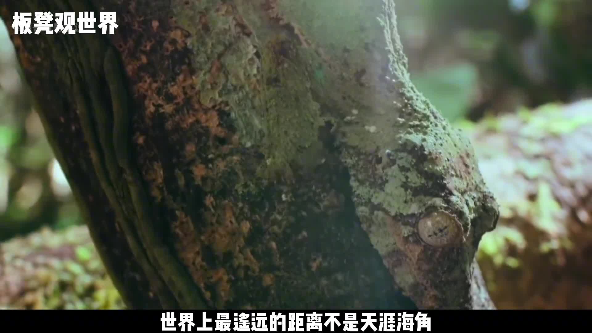 动物伪装到底有多厉害