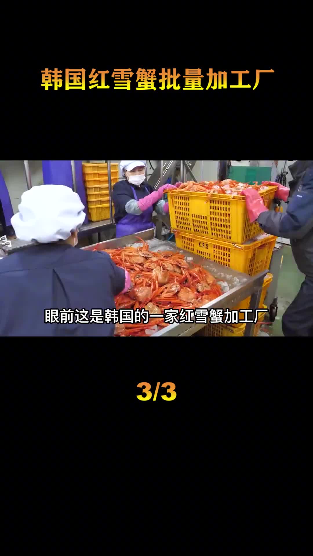 探访韩国雪蟹加工厂每天生产6000斤的红雪蟹
