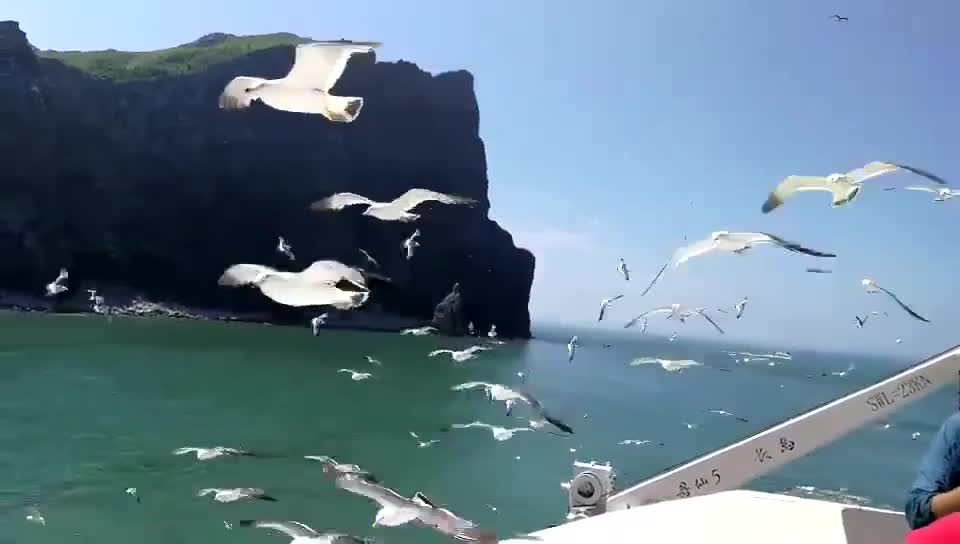 不愧是万鸟岛这里海鸥也太多了吧