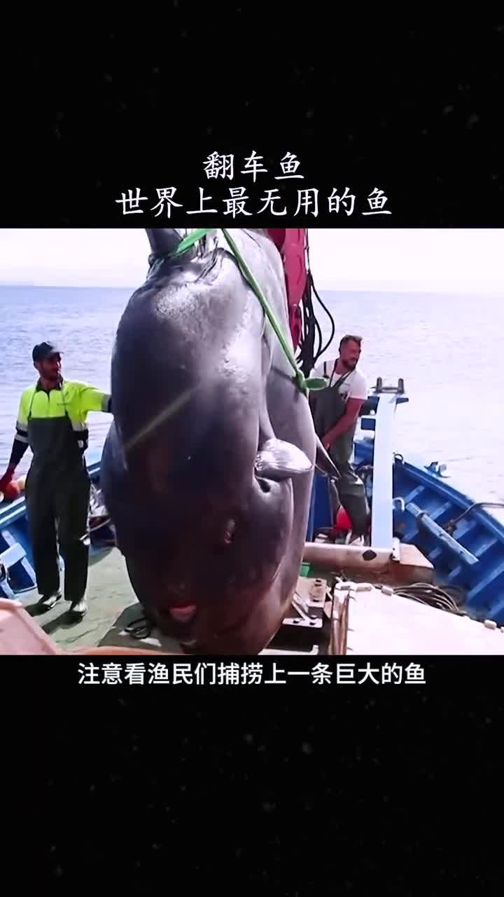 翻车鱼为什么被称为最无用的鱼