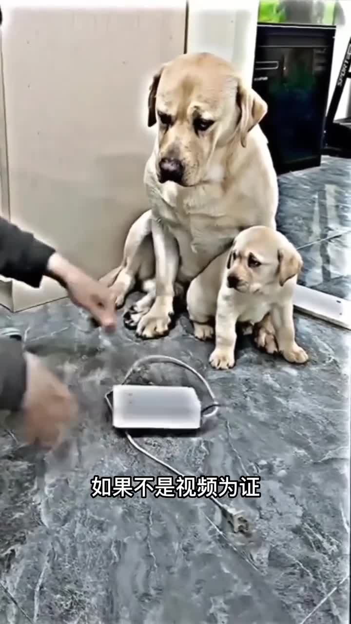 万物皆有爱来自狗妈的保护