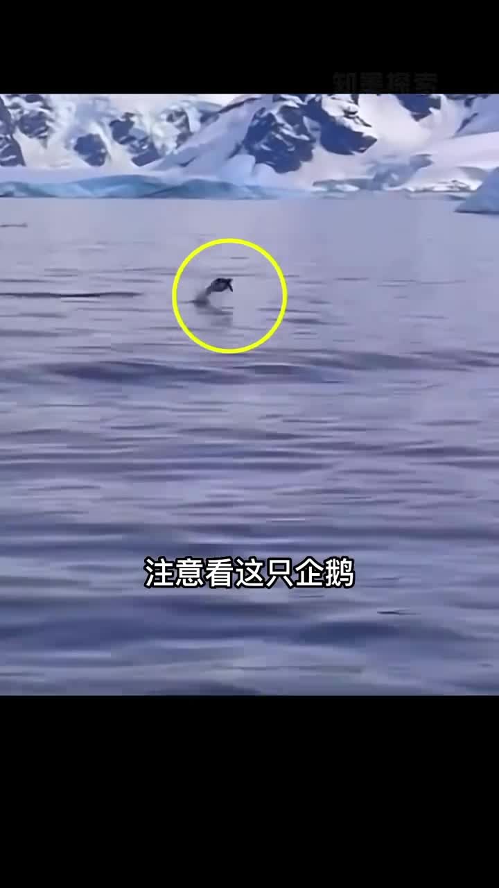 企鹅向人类寻求帮助