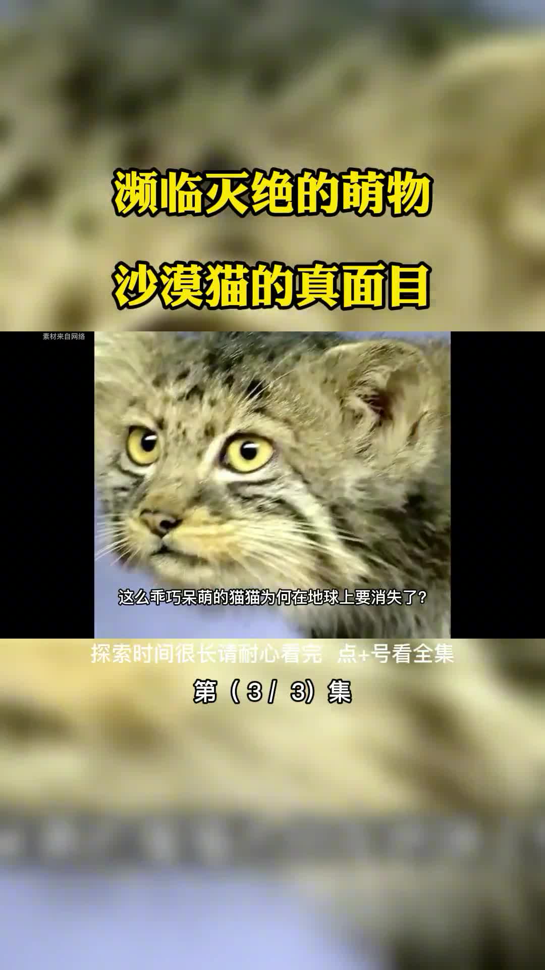 濒临灭绝的萌物沙漠猫的真面目第3集