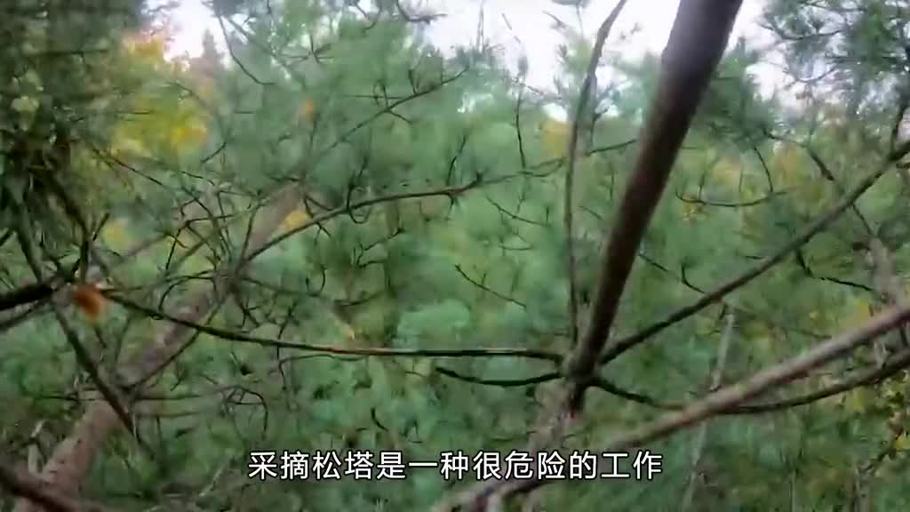 松子是如何生产的