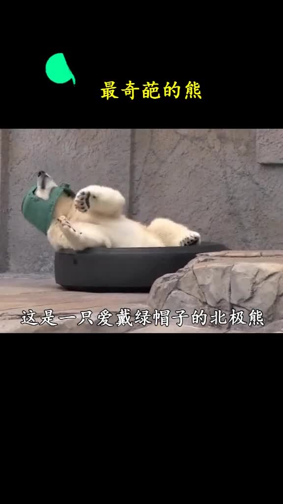 可能狗熊是太无聊了如果给你好吃好喝关在笼子里一辈子你会同意吗