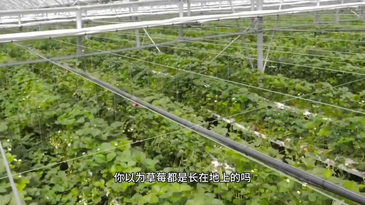 原来草莓还能这样吃草莓带着冰碴一口下去冰冰凉凉酸酸爽爽真的超解腻
