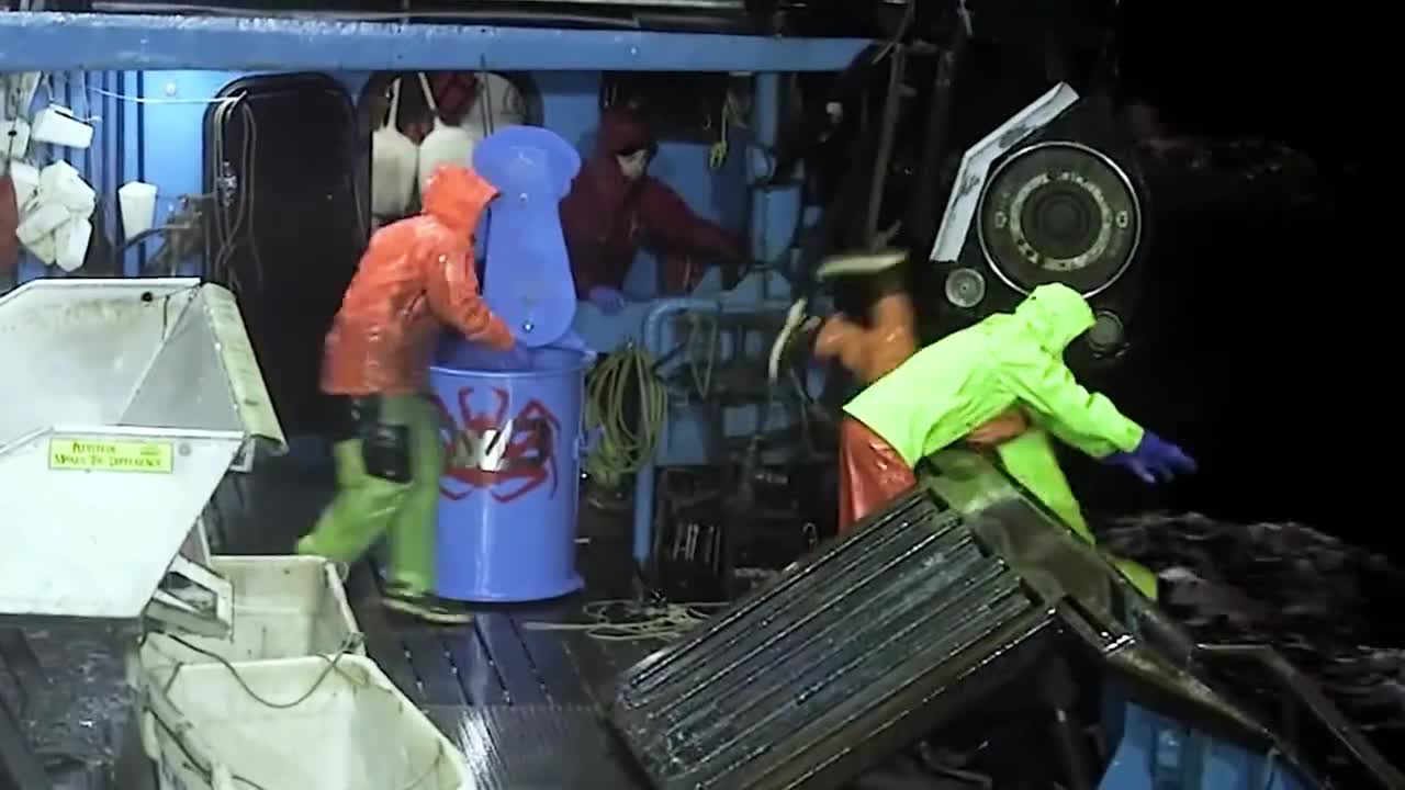 昂贵无比的帝王蟹原来是这样捕捞的