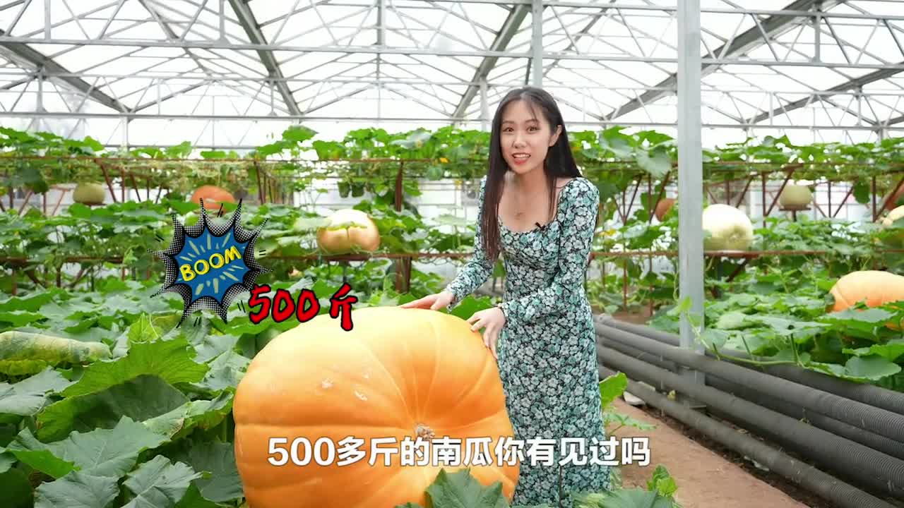 宇宙寿光菜博会拍了拍你并向你扔了一个500斤的大南瓜