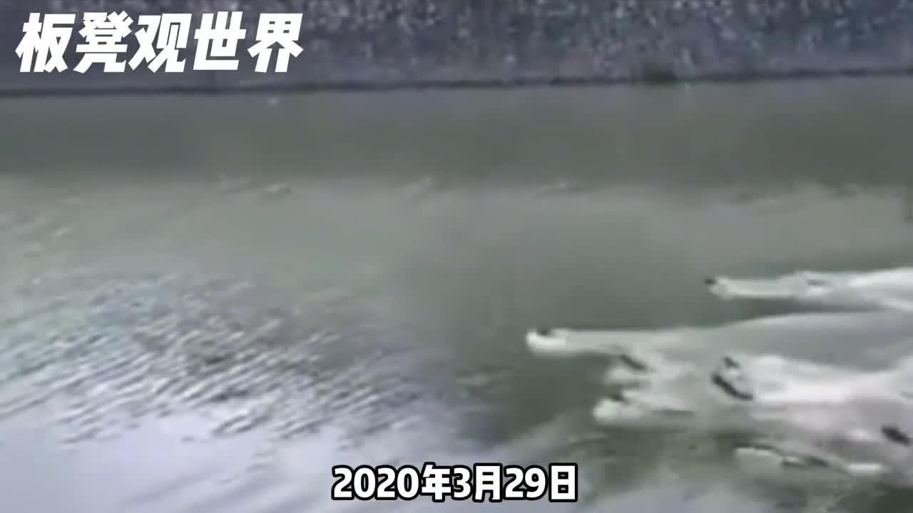 动物界的古惑仔水獭