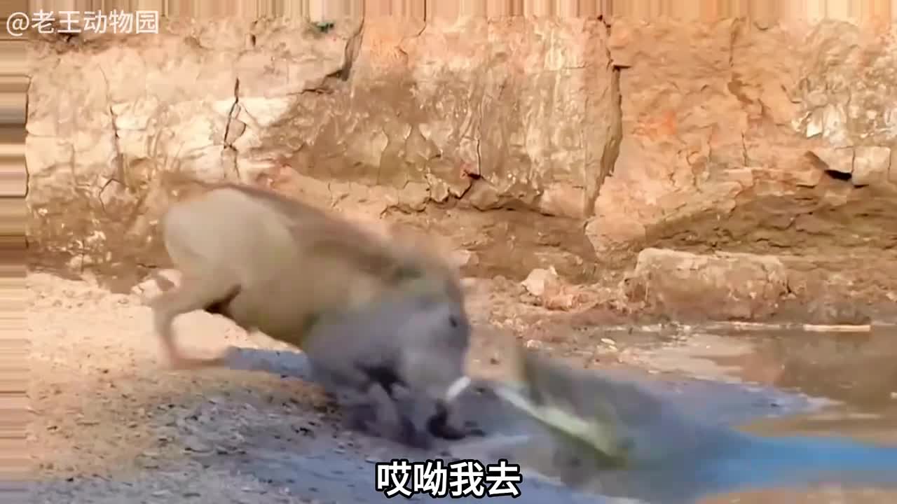 疣猪蓬蓬我这一生如履薄冰