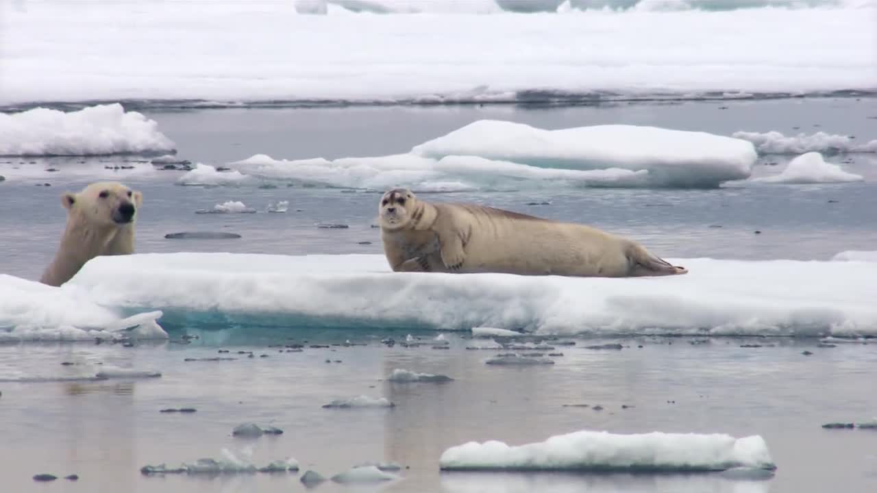 北极熊的搞笑偷袭