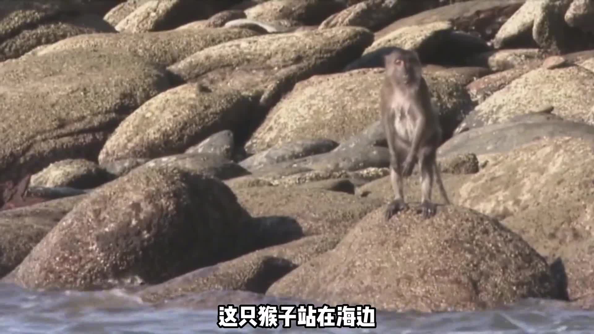剔牙抓螃蟹这猴子还有什么不会的