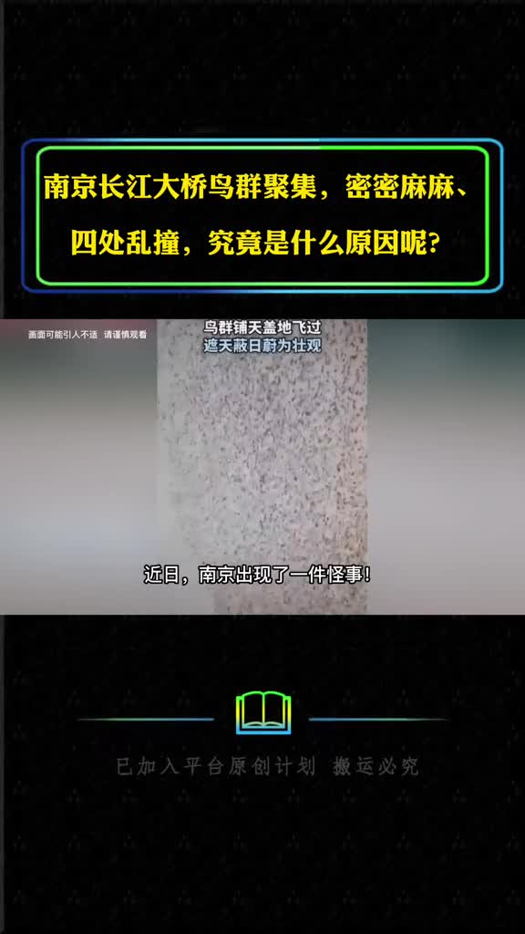 南京长江大桥鸟群聚集密密麻麻四处乱撞究竟是什么原因呢