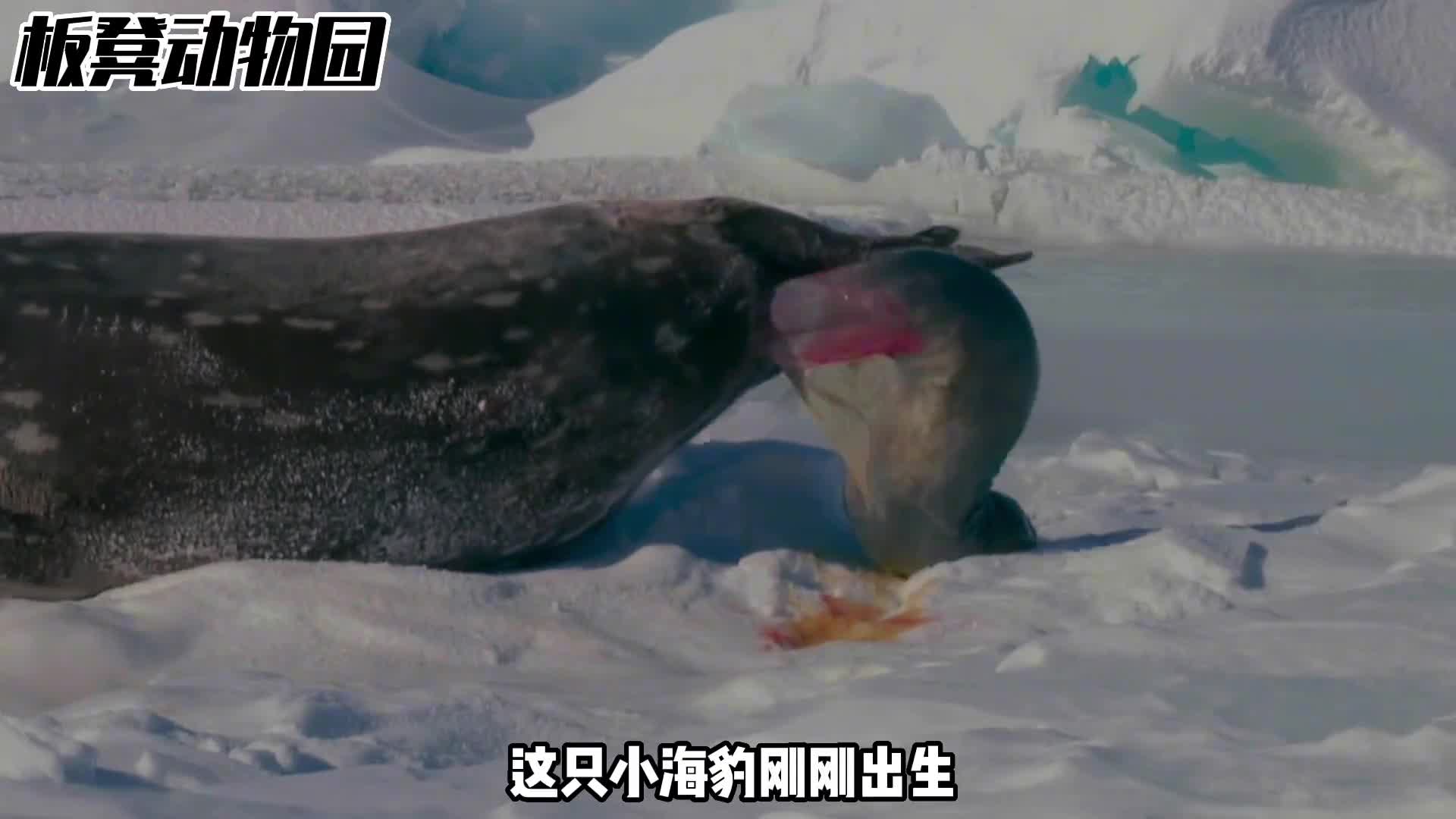 从37度到零下40度这是小海豹出生的遭遇