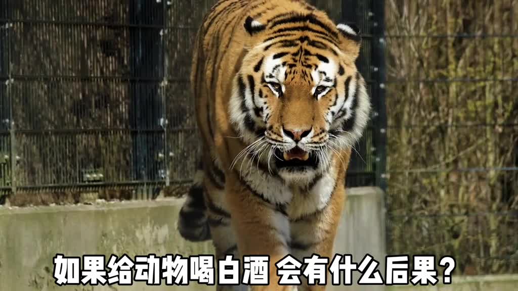 动物喝白酒会有什么后果