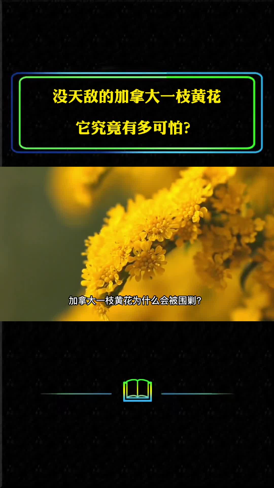 没天敌的加拿大一枝黄花一株花2万颗种子它究竟有多可怕