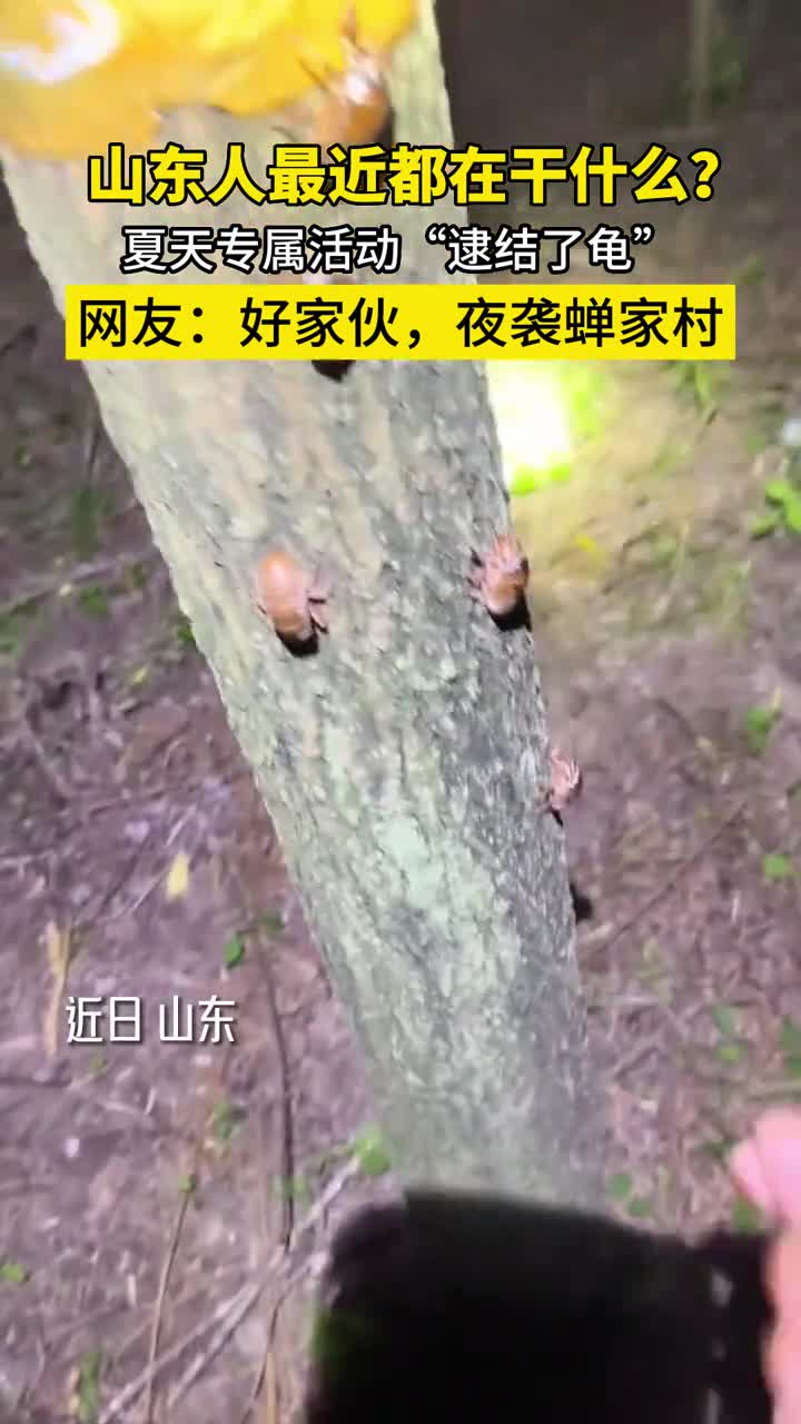 如果最近你的邻居每天提着水桶和手电夜出晚归别害怕那是因为又到了山东人一年一度逮结了龟的时候了这是不是你的童年回忆呢