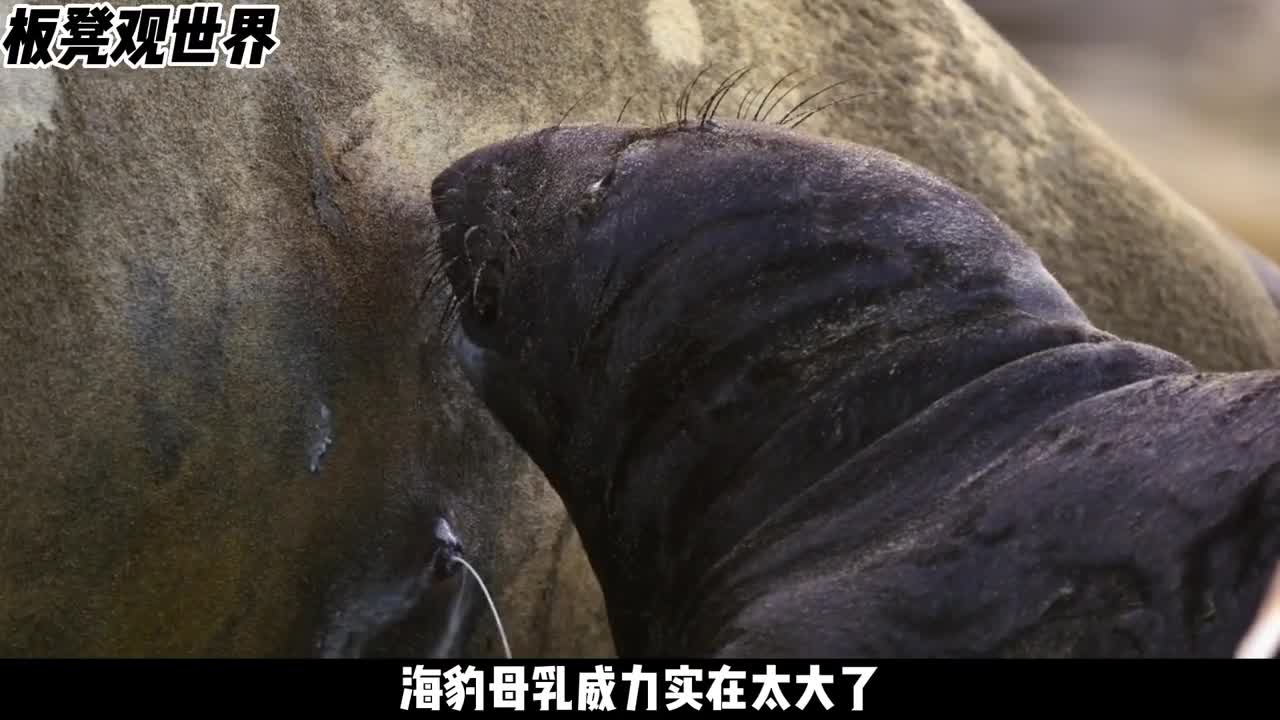 海豹母乳真是不一般