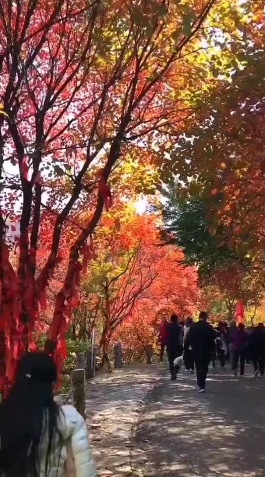 万山红遍层林尽染随手一拍都很美济南红叶谷天气好的时候值得一赏