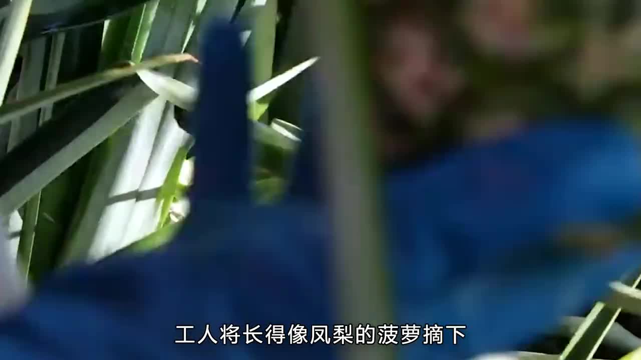 这样的菠萝罐头你吃过吗