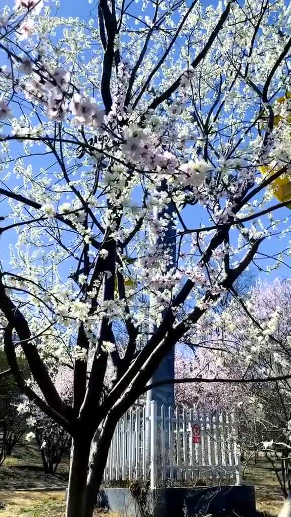 你以为我缺的是坐缆车的钱我缺的是那个坐在右手边的你