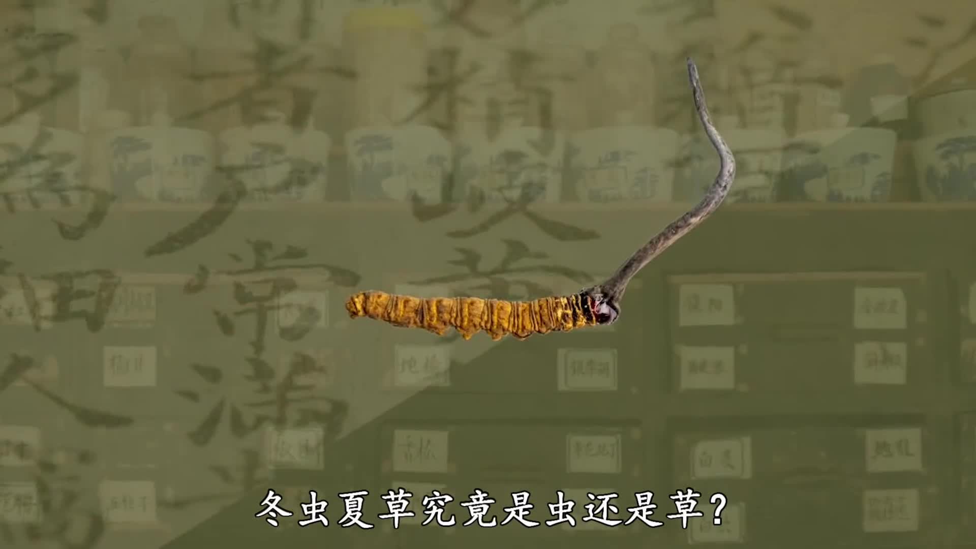 冬虫夏草究竟是虫还是草它真有药用价值吗带你看整个大骗局的始终