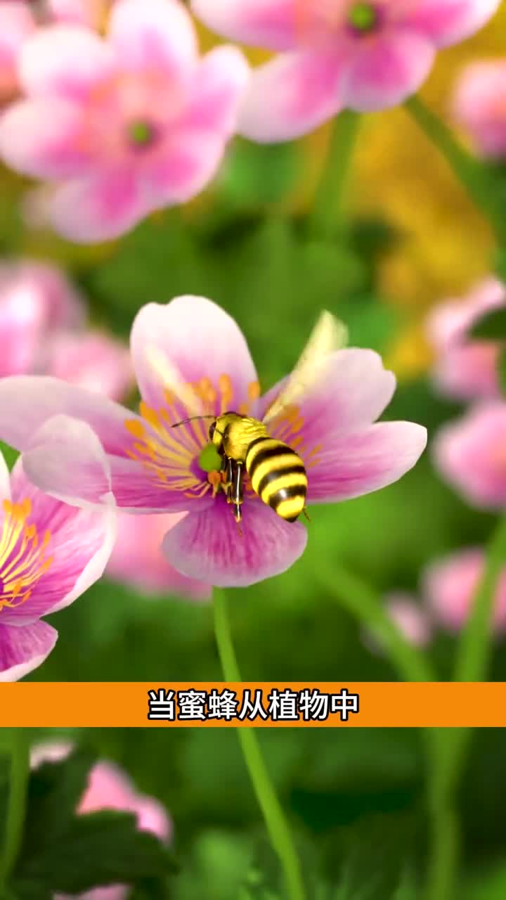 蜂蜜到底是怎么形成的解释