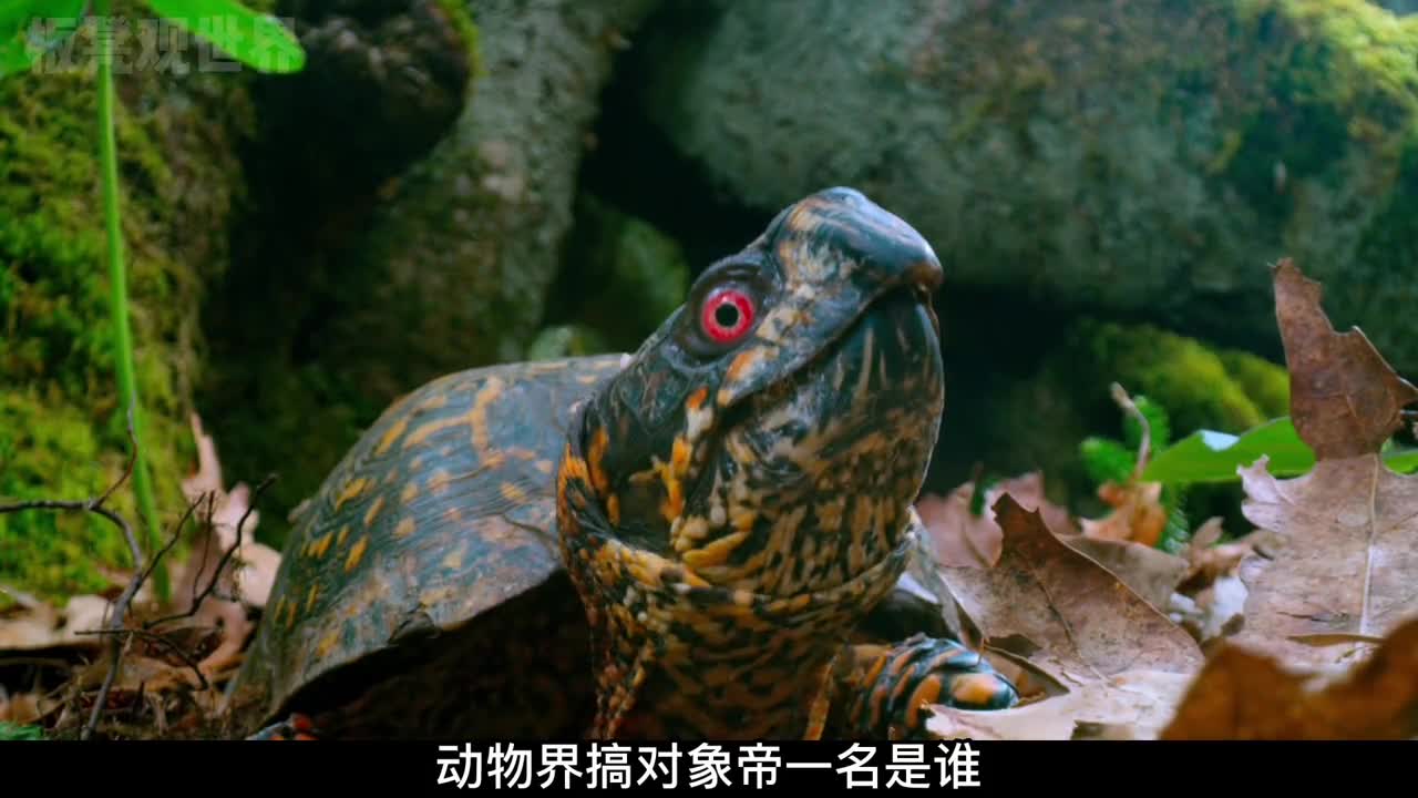 最着急找对象的动物大力独角仙