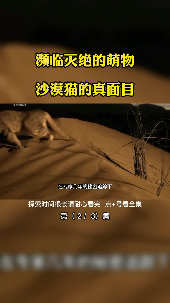 濒临灭绝的萌物沙漠猫的真面目第2集