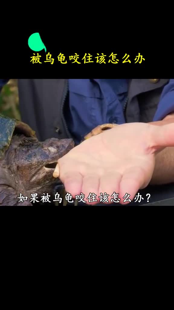 乌龟速度那么慢怎么可能会咬到我