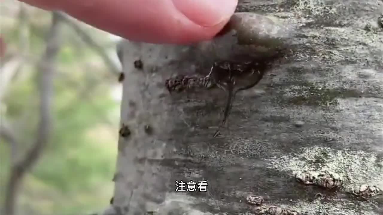 原来白桦树树干内的汁液也能喝你尝试过吗