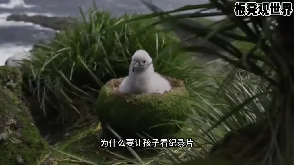 儿童必看优质纪录片推荐带你领略大千世界知识从未如此生动