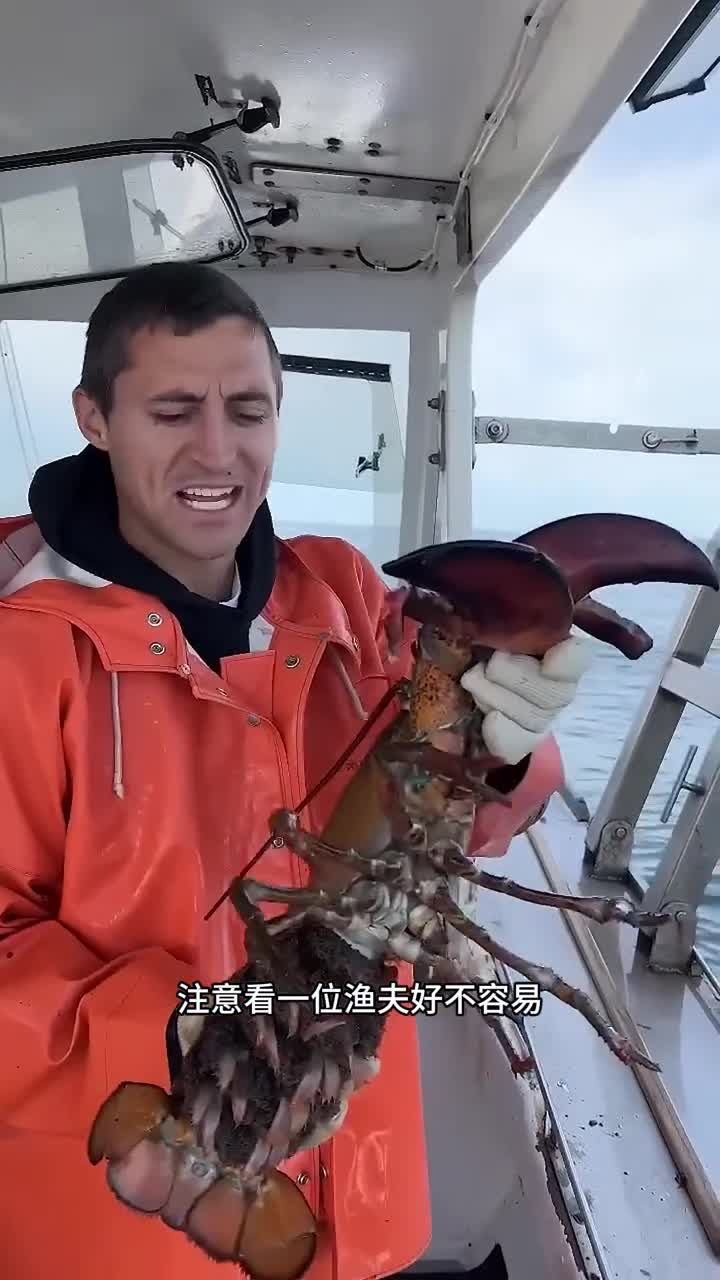 渔民捕获龙虾后为什么又要放生