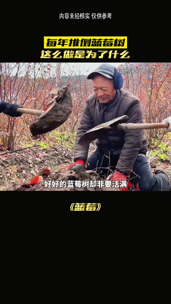 每年推翻蓝莓为何狂赚100万