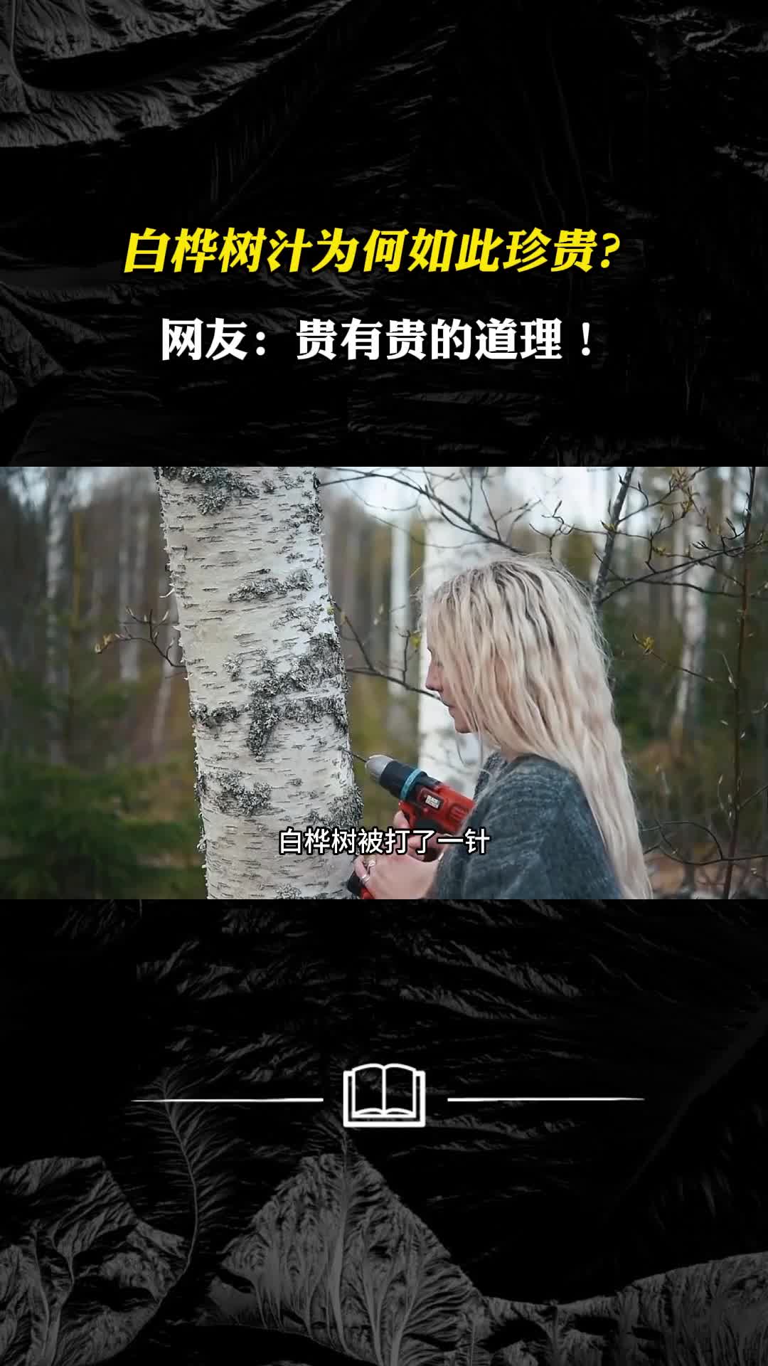 白桦树汁为何如此珍贵网友贵有贵的道理