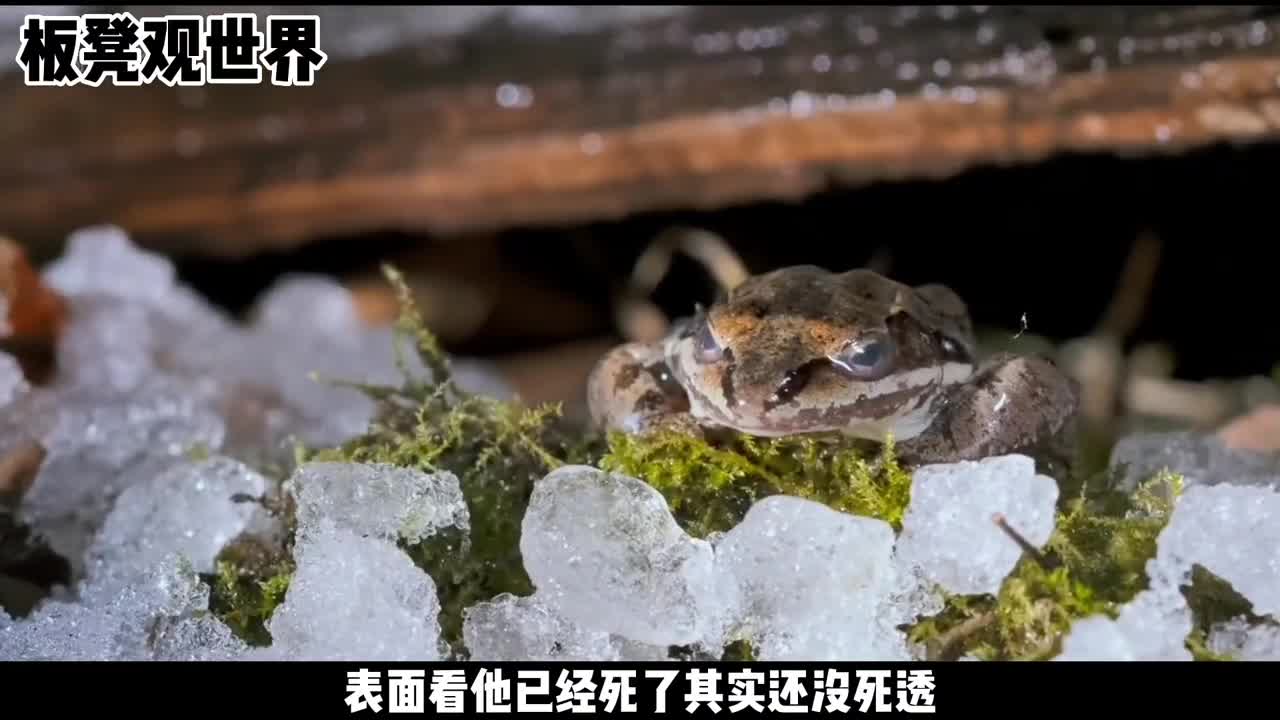 春天来了蛙哥要出门搞事了