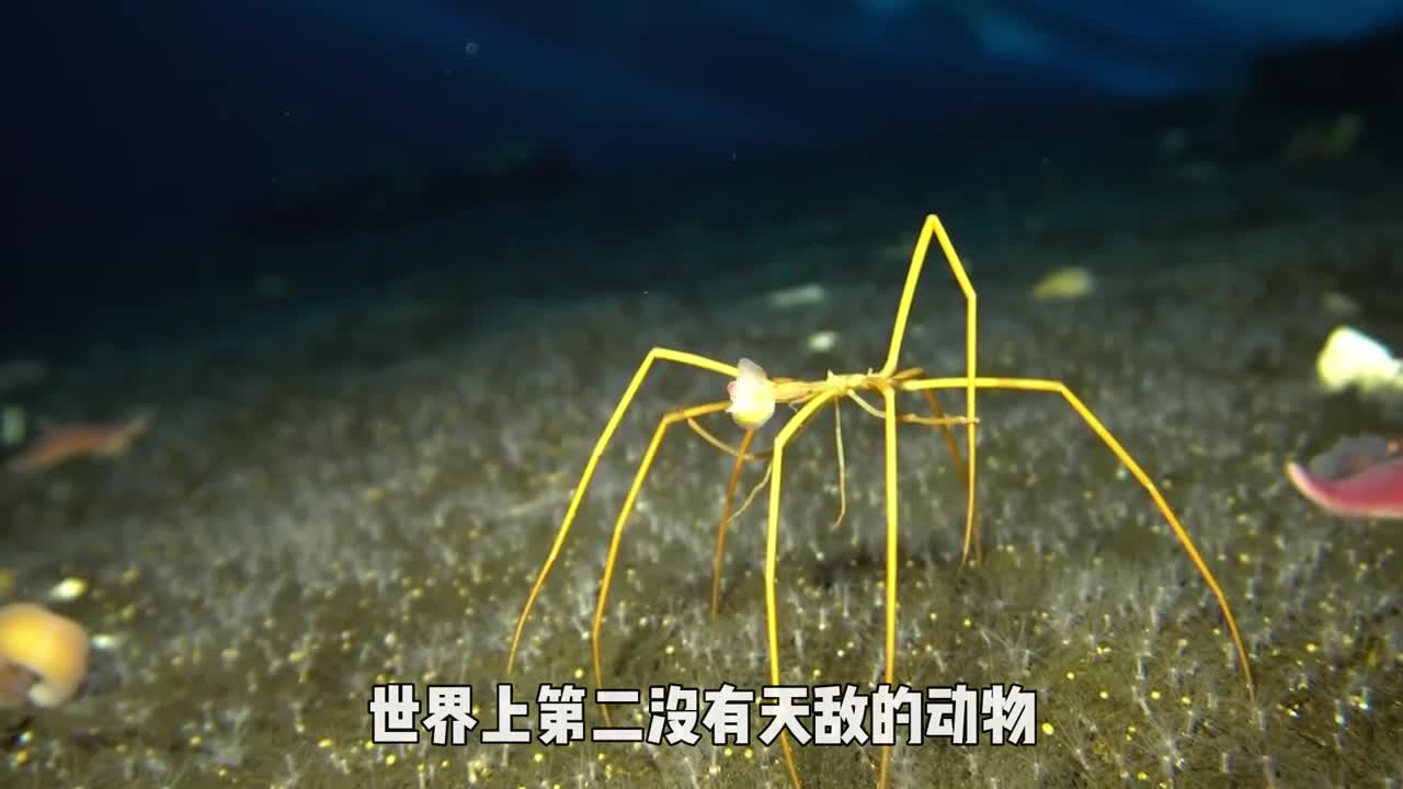 世界上第二没有天敌的动物靠着躺平到无敌就连人类都拿它没办法