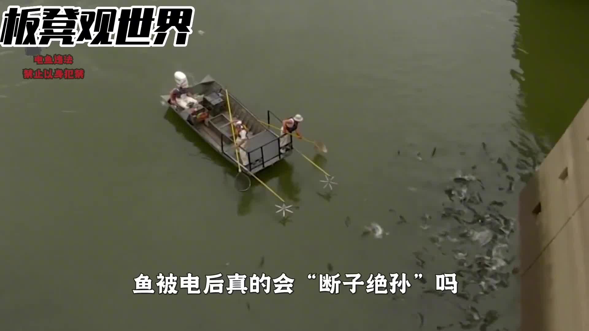 极速科普电鱼为什么被禁止百年卤水真的值千金