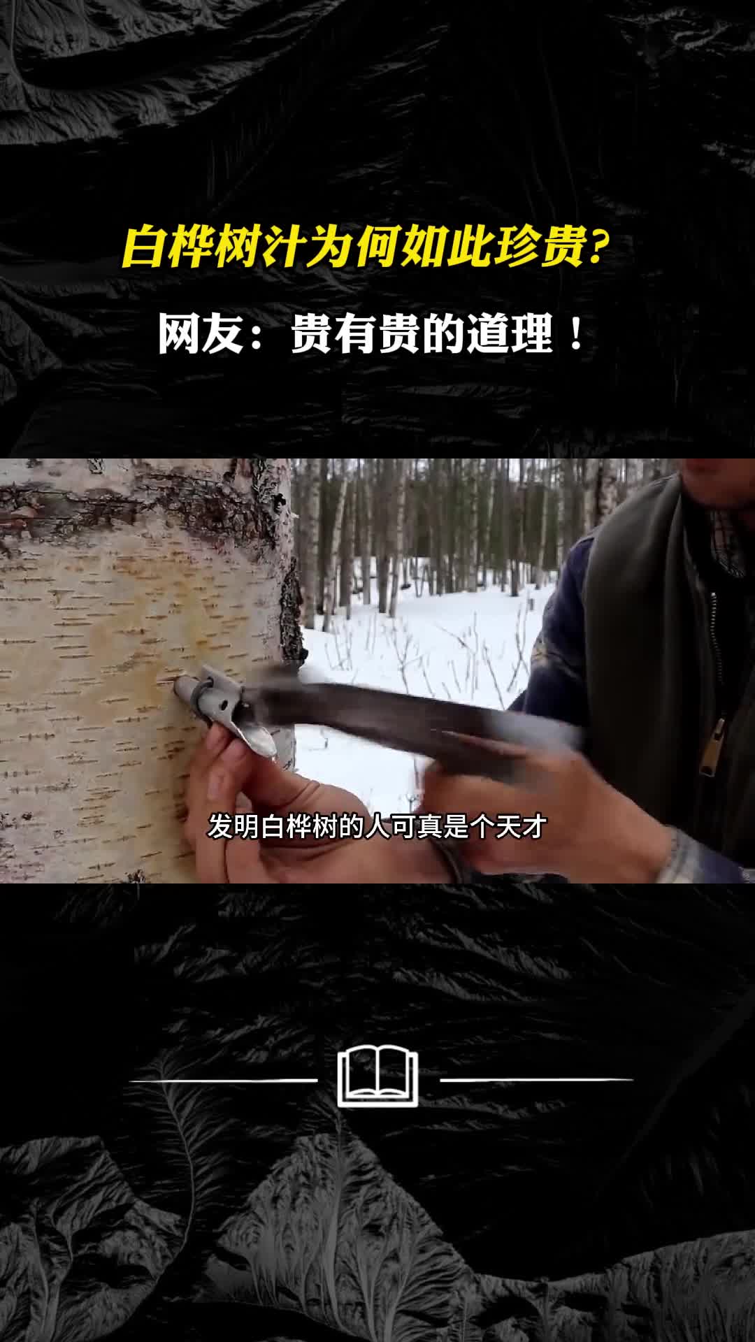 俄罗斯白桦树汁为何如此珍贵网友贵有贵的道理