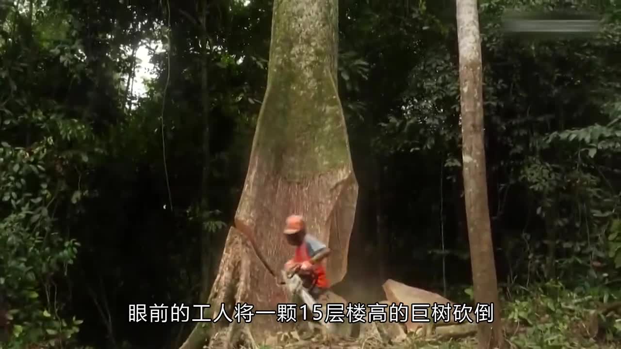 巴西坚果是如何制作的