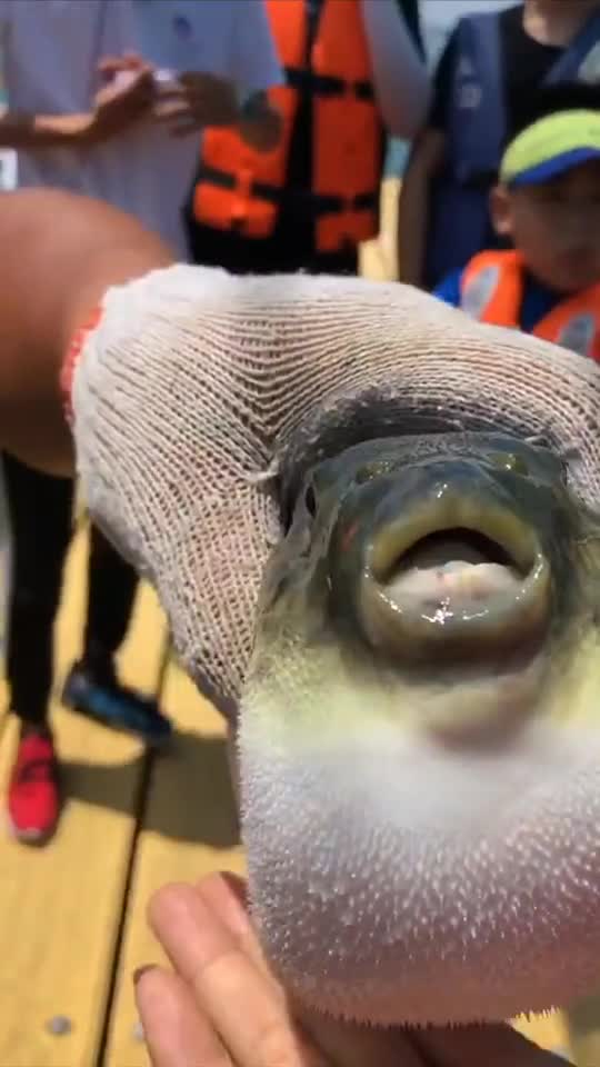 被气成小胖子的鱼手感莫名的好呢